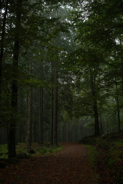 Creators pack - Lightroom presets för alla tillfällen