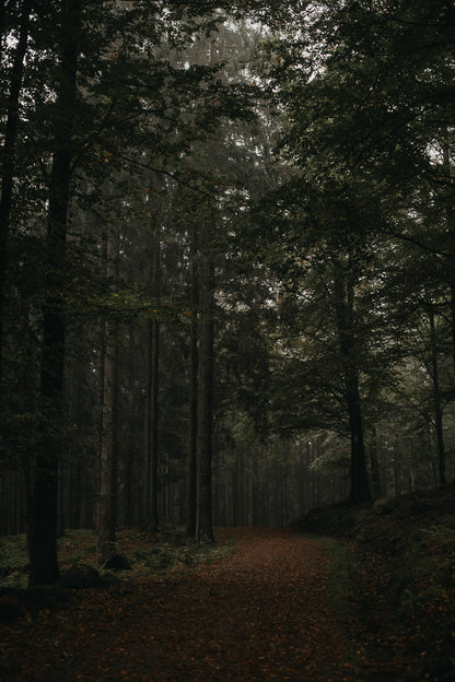 Creators pack - Lightroom presets för alla tillfällen